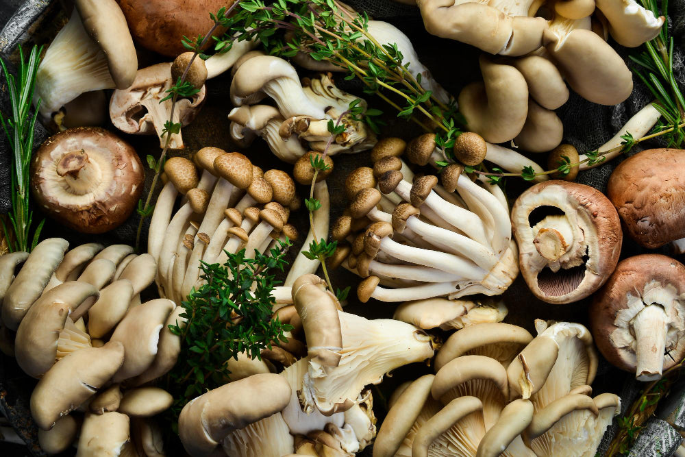 Vins et champignons : quels sont les accords parfaits ?