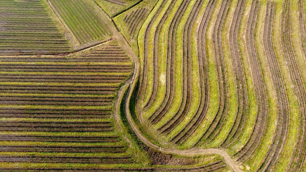 Pourquoi l'appellation Côte-Rôtie porte-elle ce nom ?